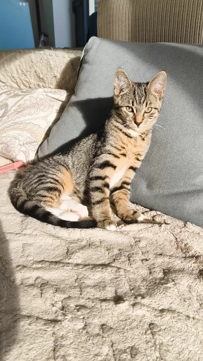 Female kitten (gone) - Image 3