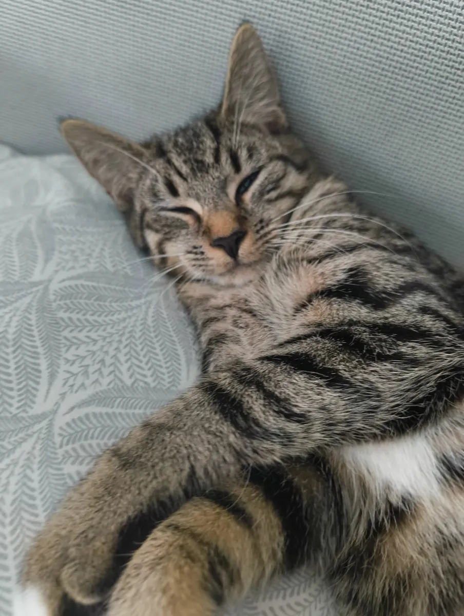 Female kitten (gone) - Image 4