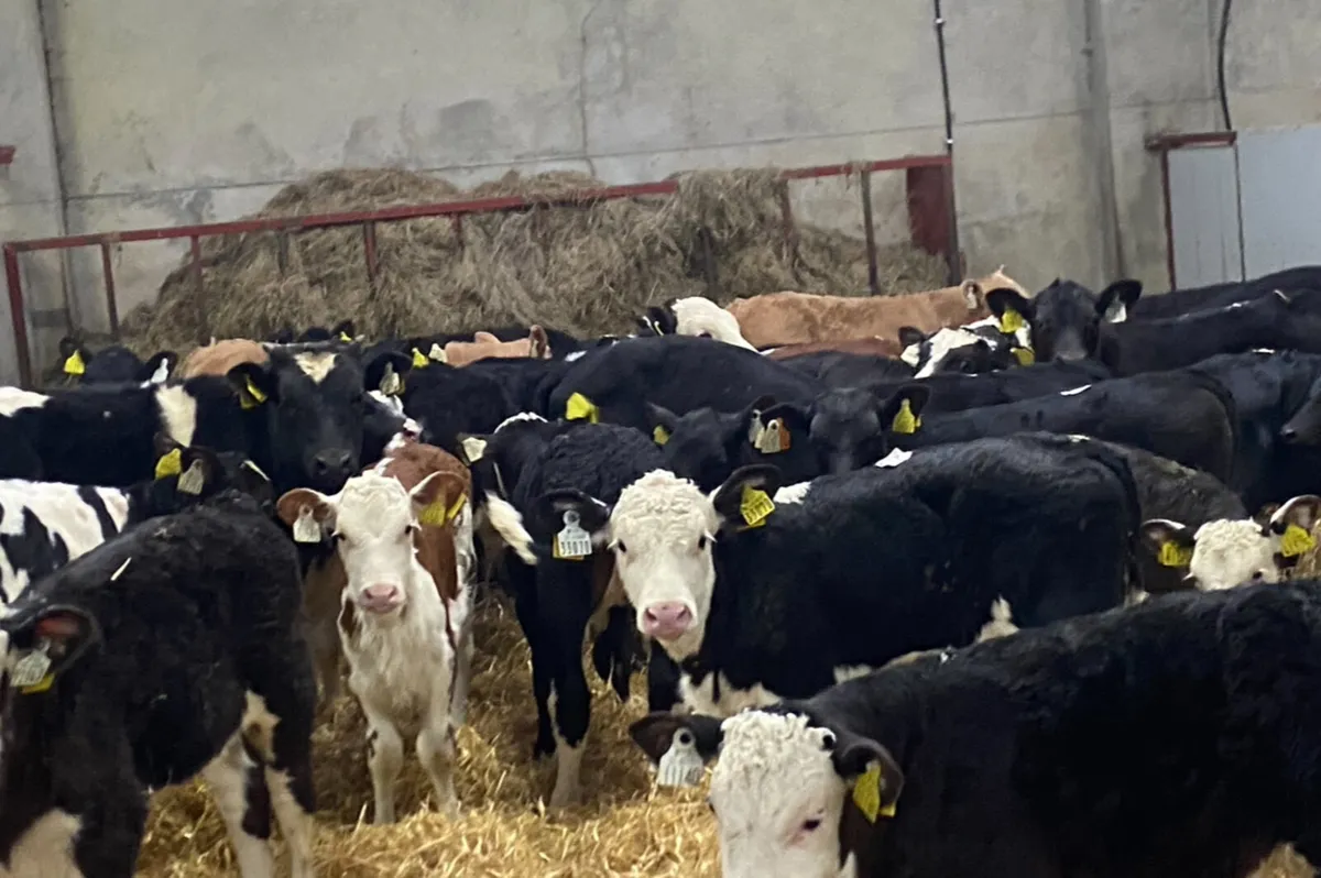 Calves For Sale - Image 1