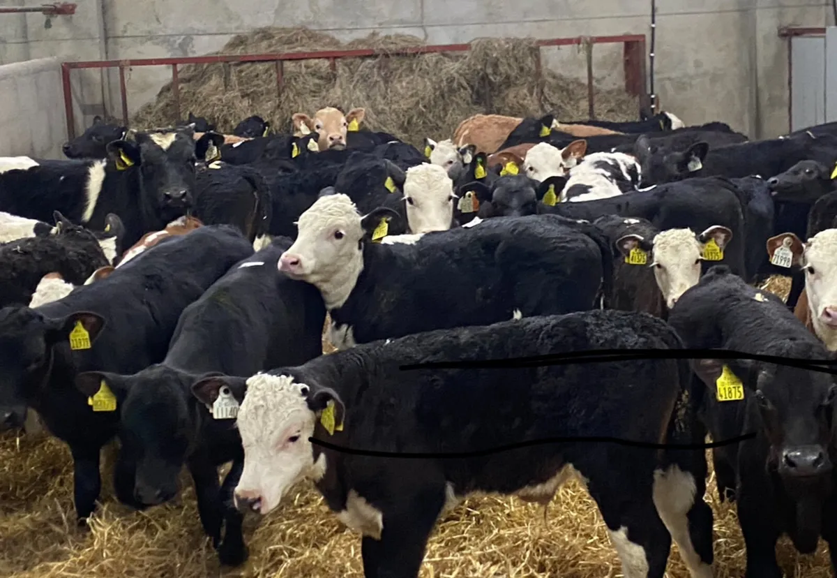 Calves For Sale - Image 2