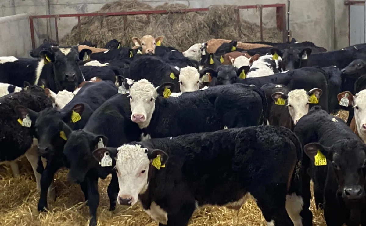 Calves For Sale - Image 3
