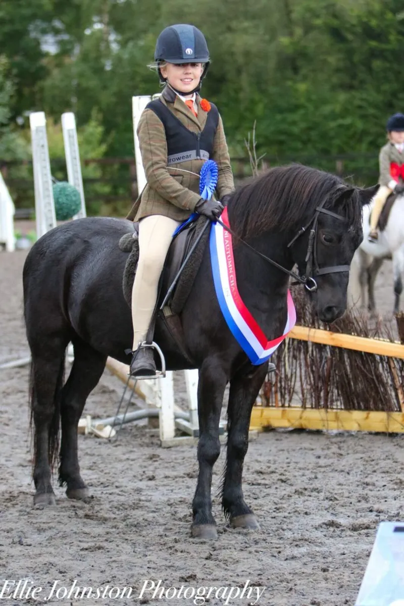 Dartmoor Gelding - Image 1