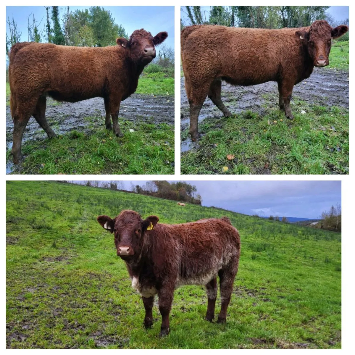 Heifers - Image 1