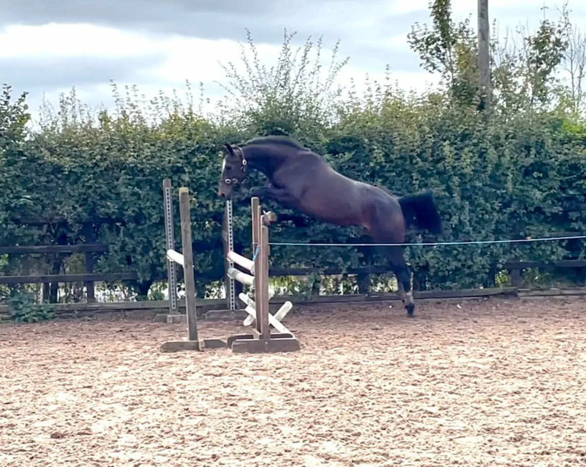 Home Bred Filly - Image 1