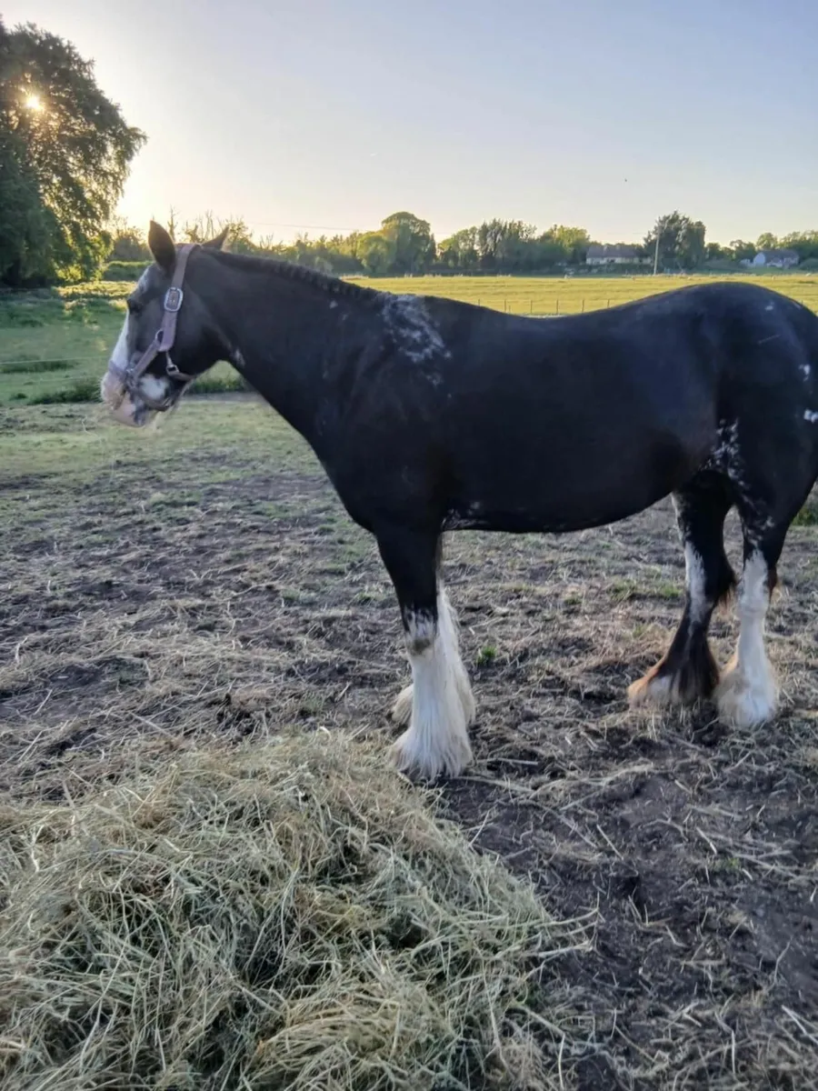 Horse - Image 2