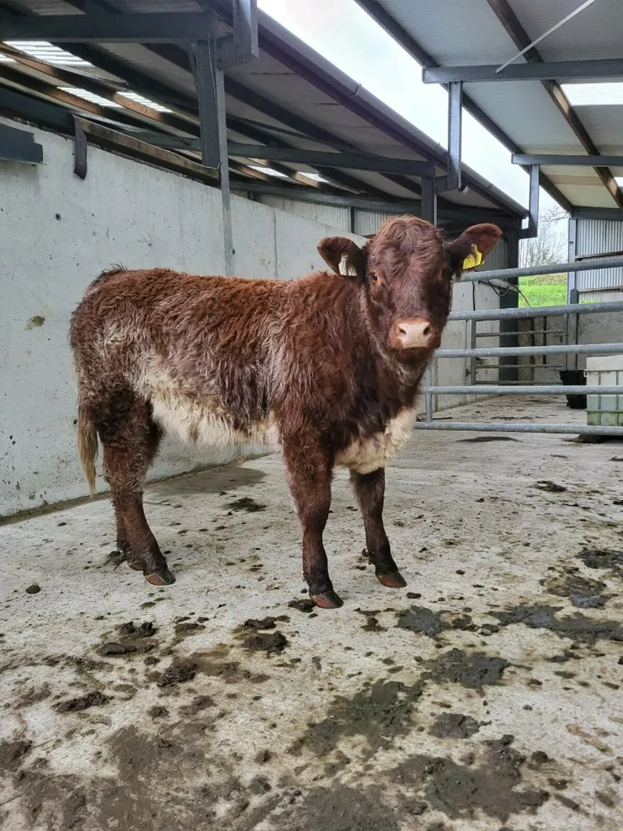 Heifers - Image 2