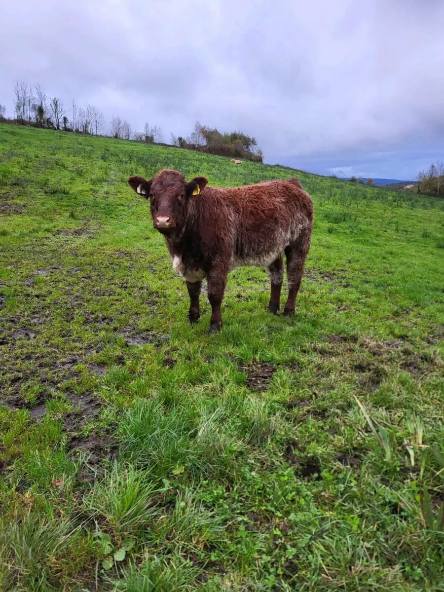 Heifers - Image 3