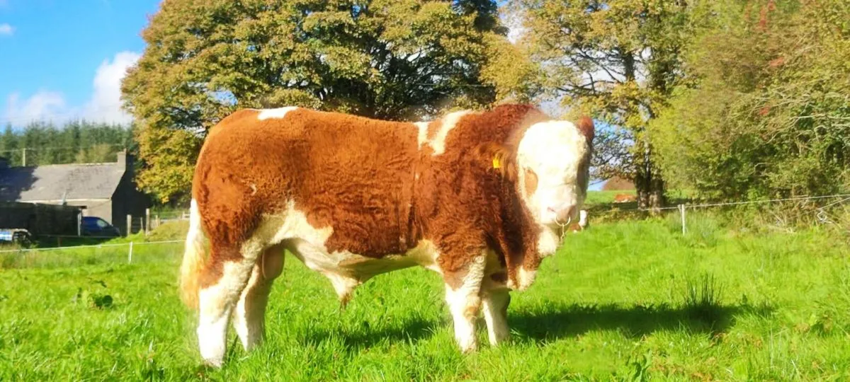 PBR SIMMENTAL BULLS FOR SALE - Image 2