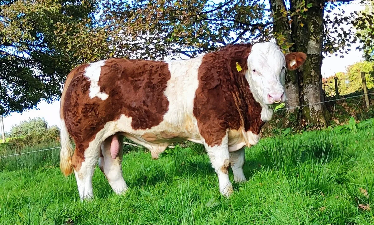 PBR SIMMENTAL BULLS FOR SALE - Image 1