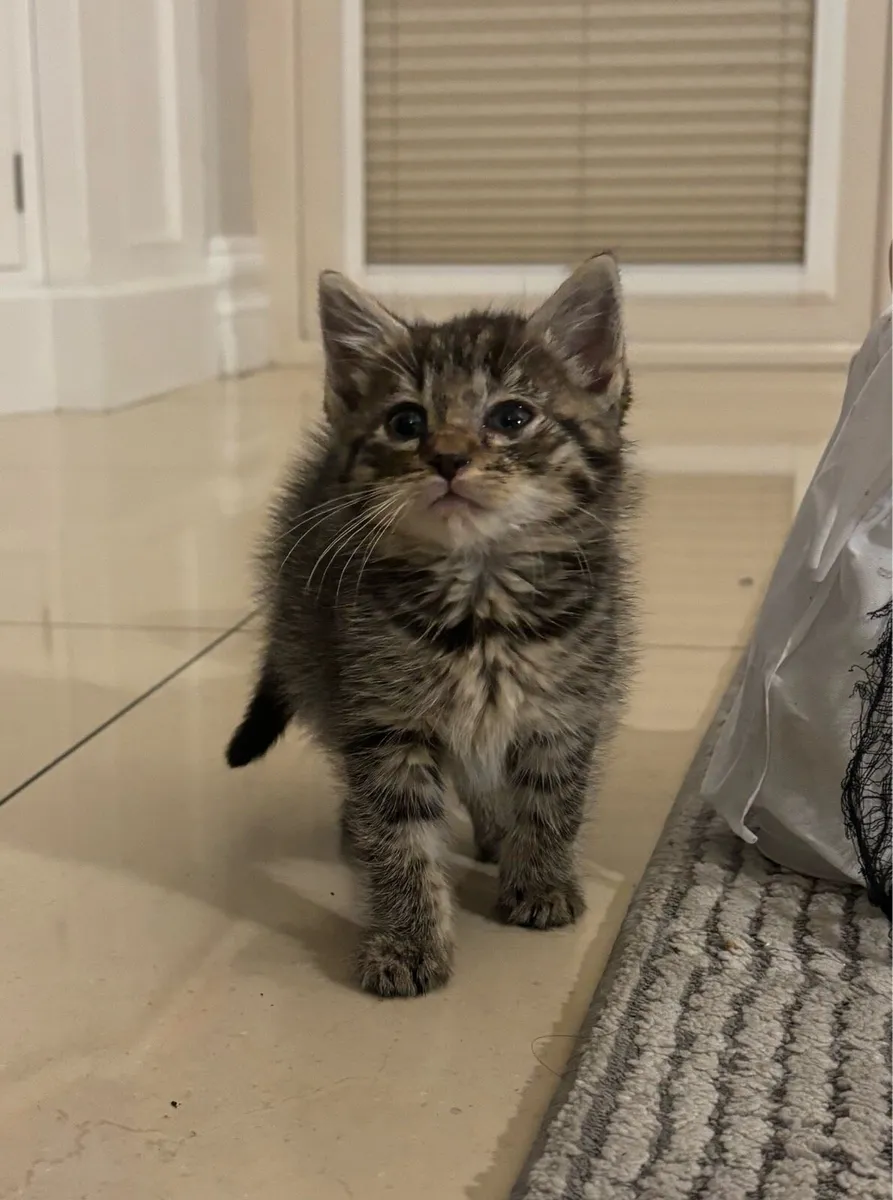 Lovely kittens *can deliver* - Image 1
