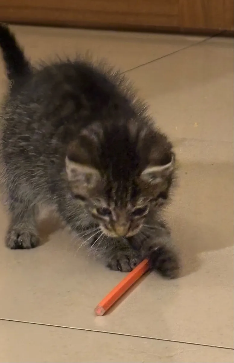 Lovely kittens *can deliver* - Image 2