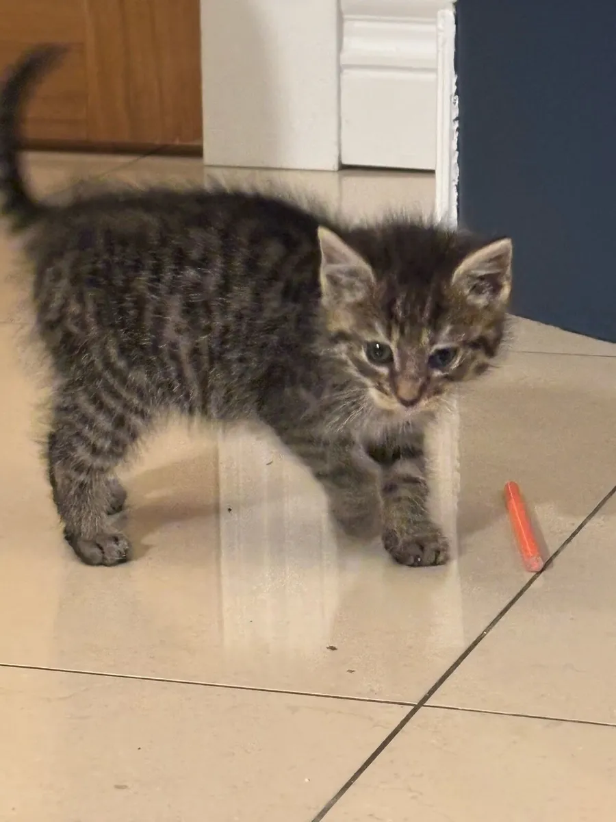 Lovely kittens *can deliver* - Image 3