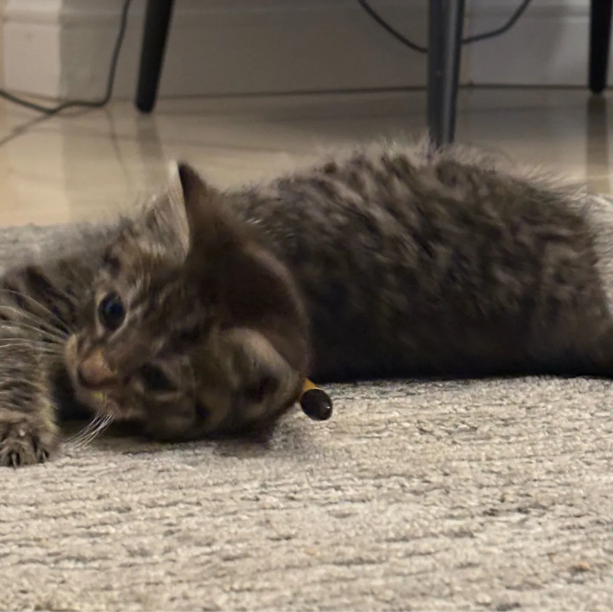 Lovely kittens *can deliver* - Image 4