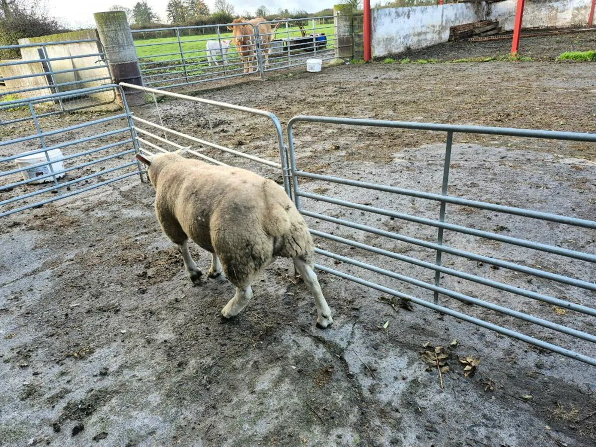 Texel Ram - Image 1