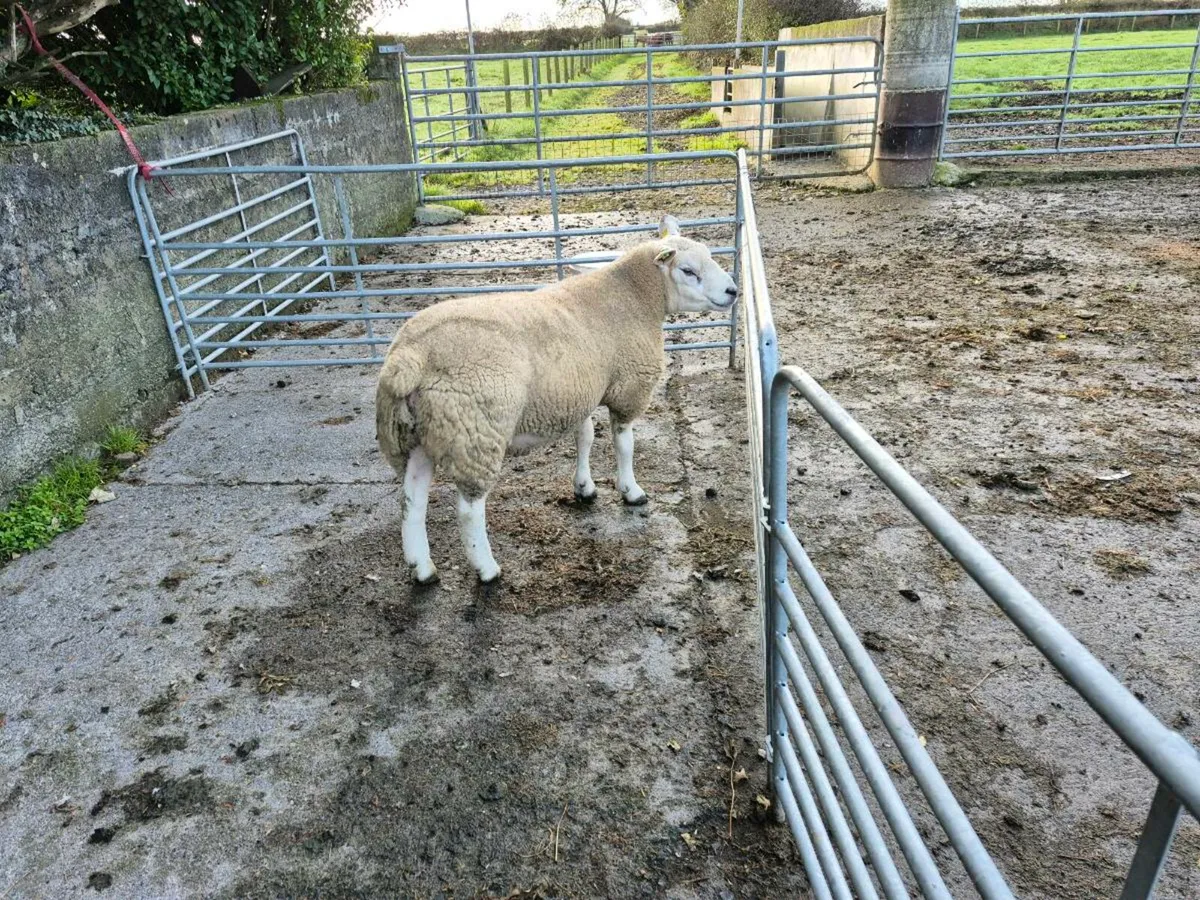 Texel Ram - Image 2