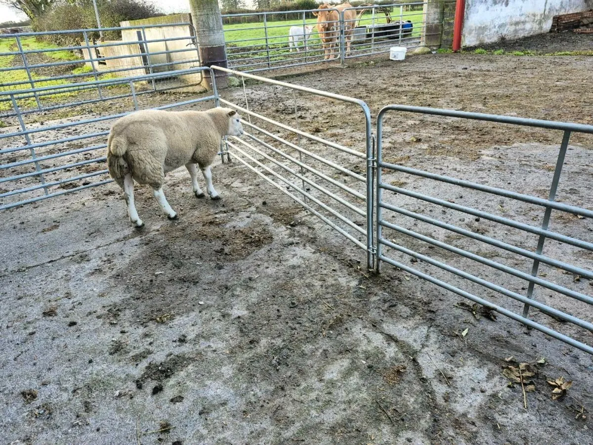Texel Ram - Image 3