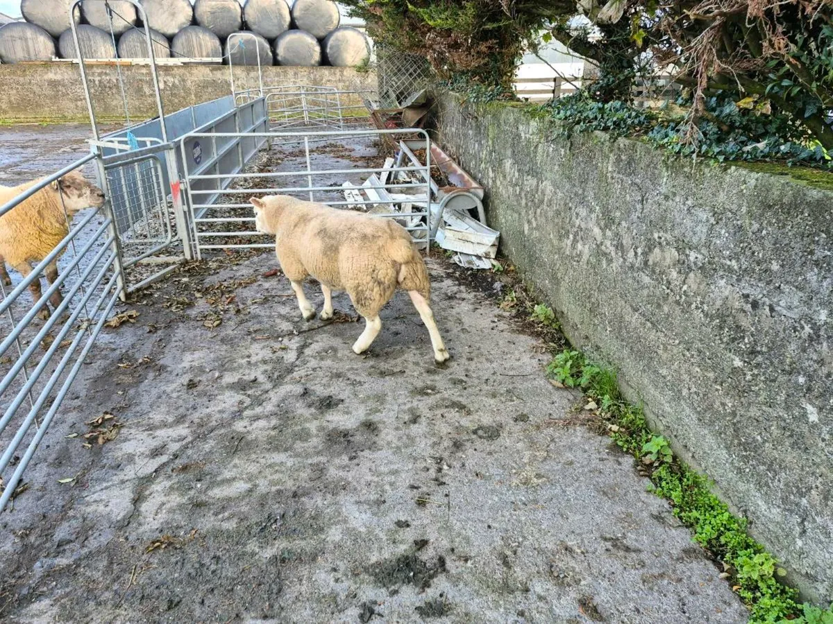 Texel Ram - Image 4