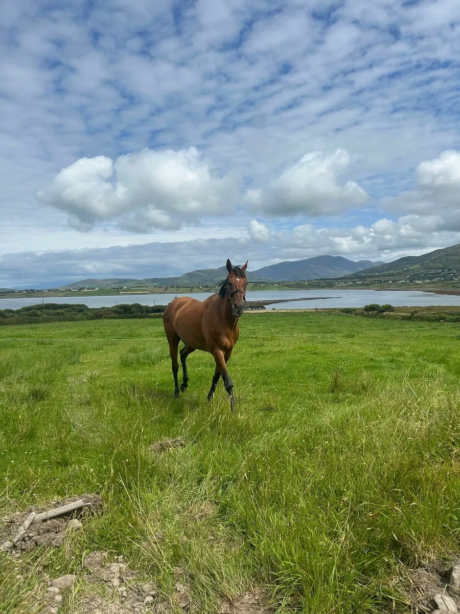 Horse - Image 1