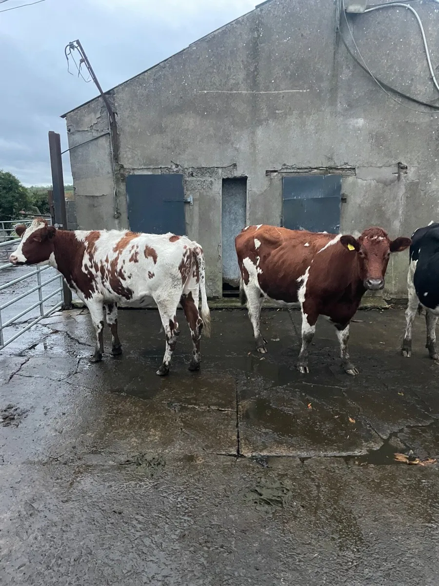 R/W HOLSTEIN SPRINGERS - Image 1