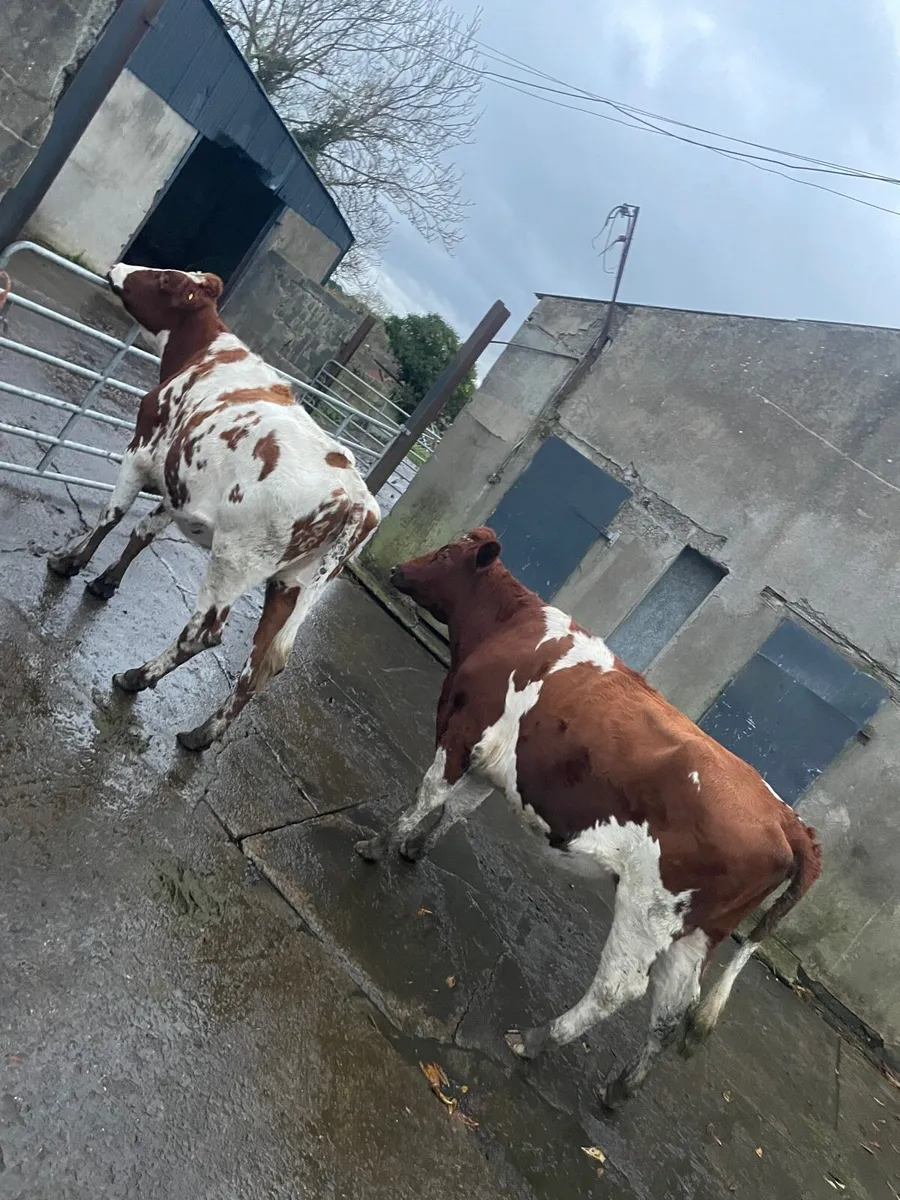 R/W HOLSTEIN SPRINGERS - Image 2