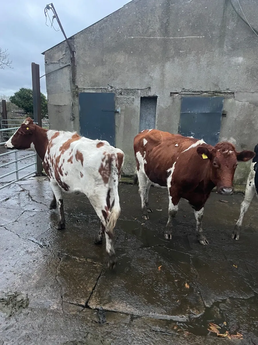 R/W HOLSTEIN SPRINGERS - Image 3