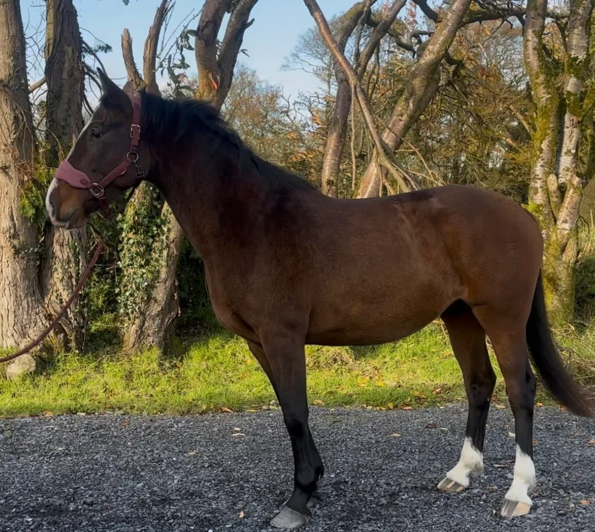 4 year old Cascari mare - Image 2