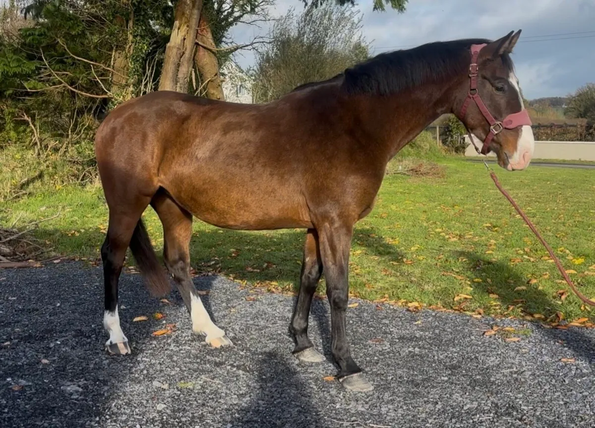 4 year old Cascari mare - Image 1