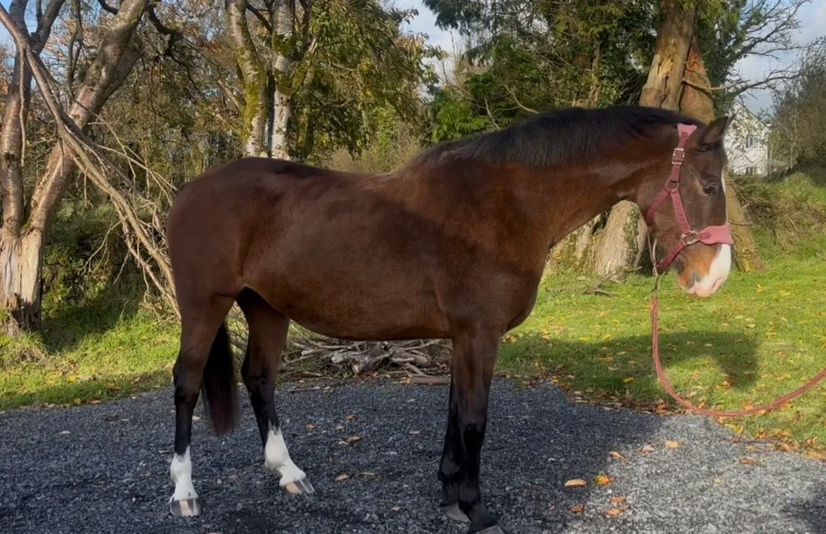 4 year old Cascari mare - Image 4