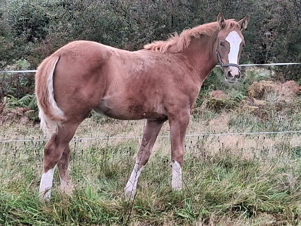Filly TIH Foal for sale - Image 1