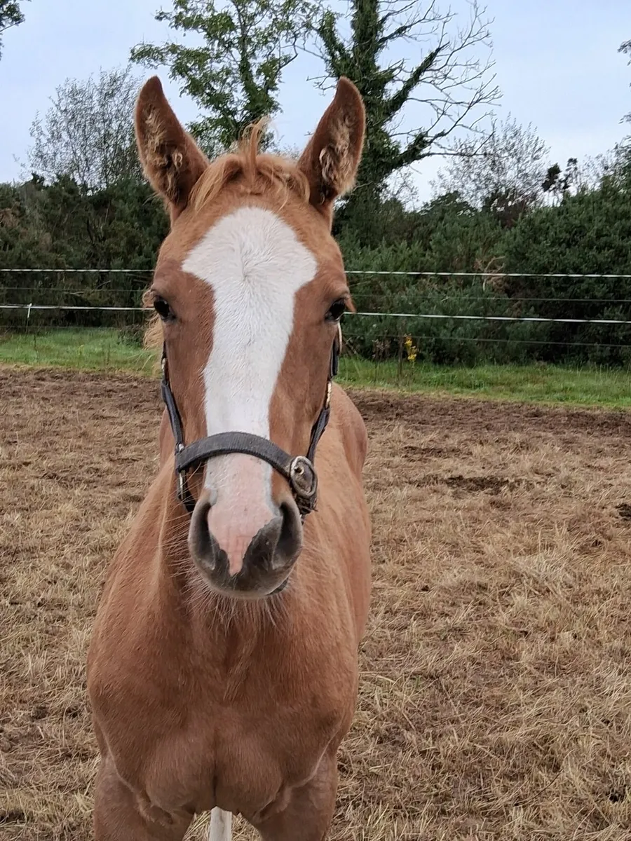 Filly TIH Foal for sale - Image 2