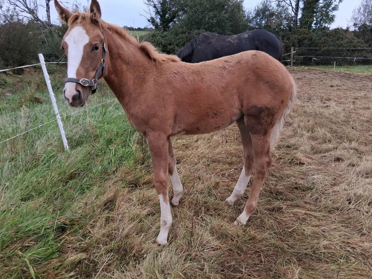 Filly TIH Foal for sale - Image 3
