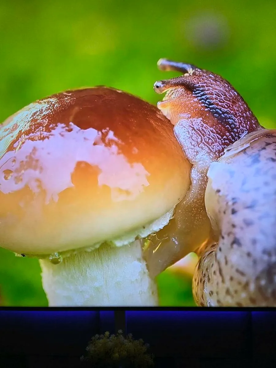 Samsung 85in - Image 4