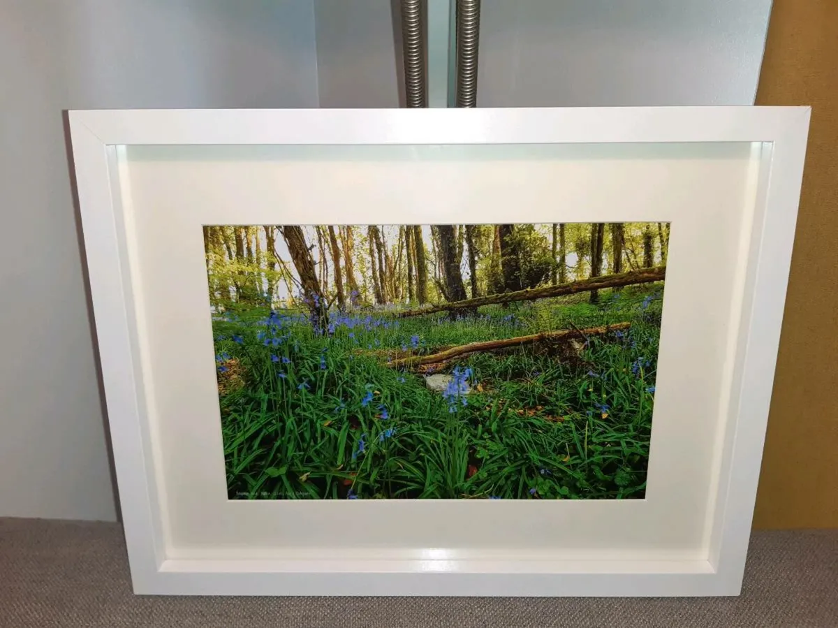 Ballyannan Woods, Midleton - Image 4