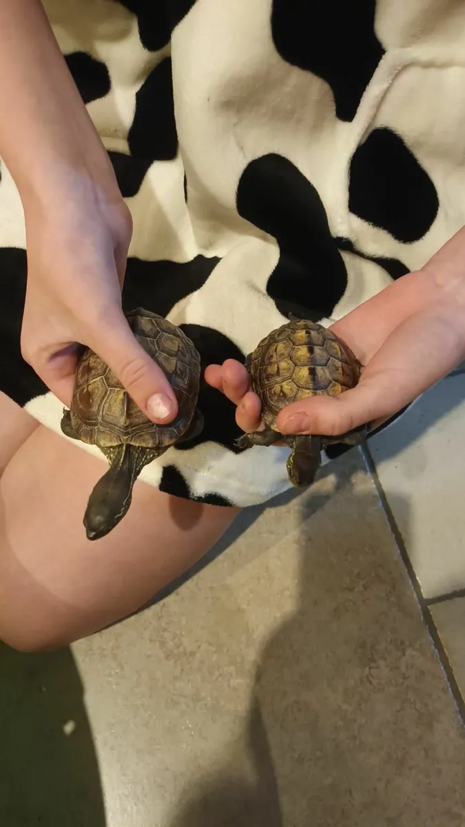 Two Reeves turtles and tank - Image 1