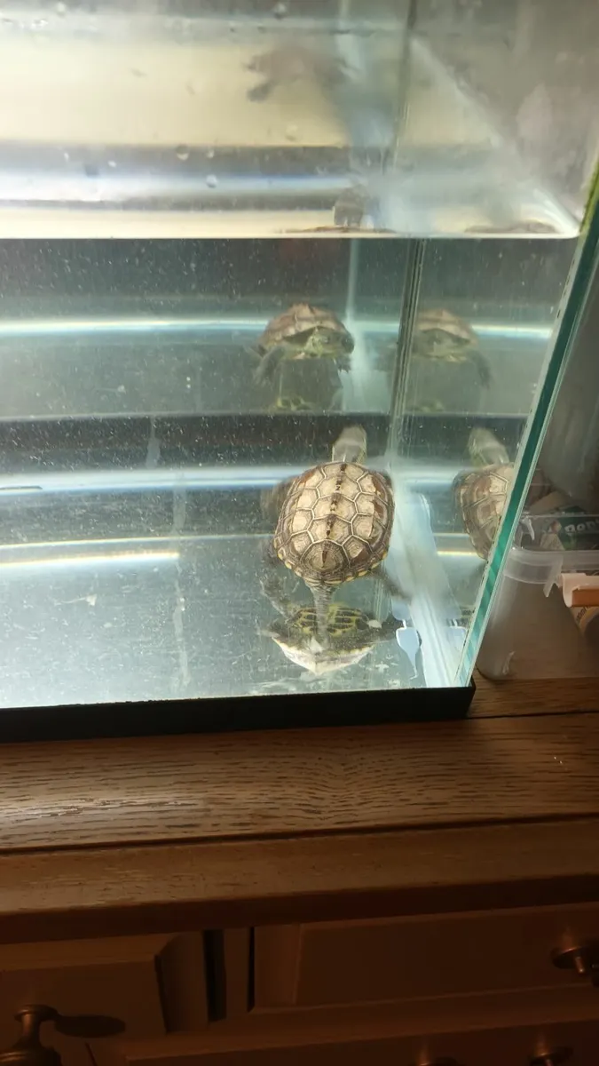 Two Reeves turtles and tank - Image 2