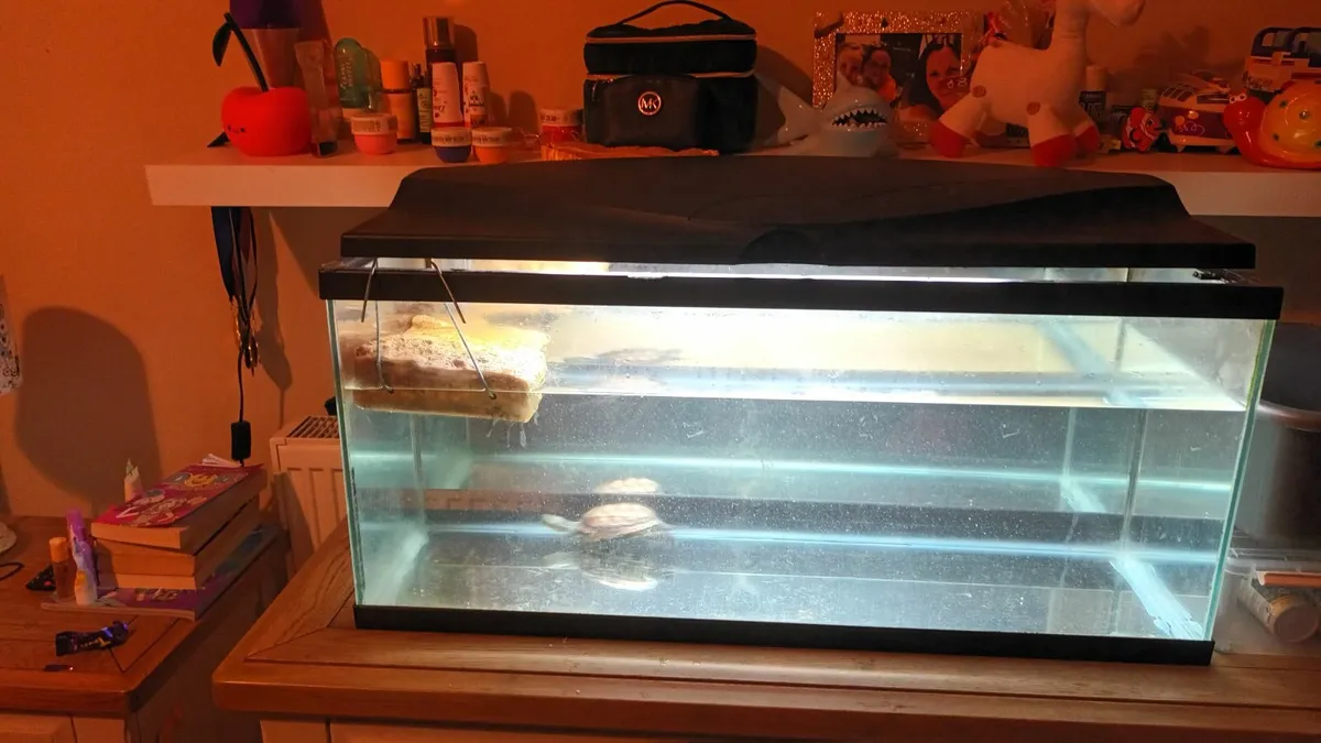 Two Reeves turtles and tank - Image 3