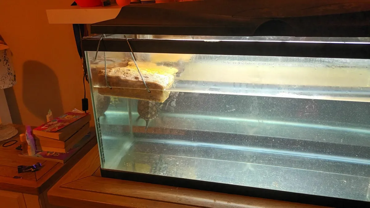 Two Reeves turtles and tank - Image 4