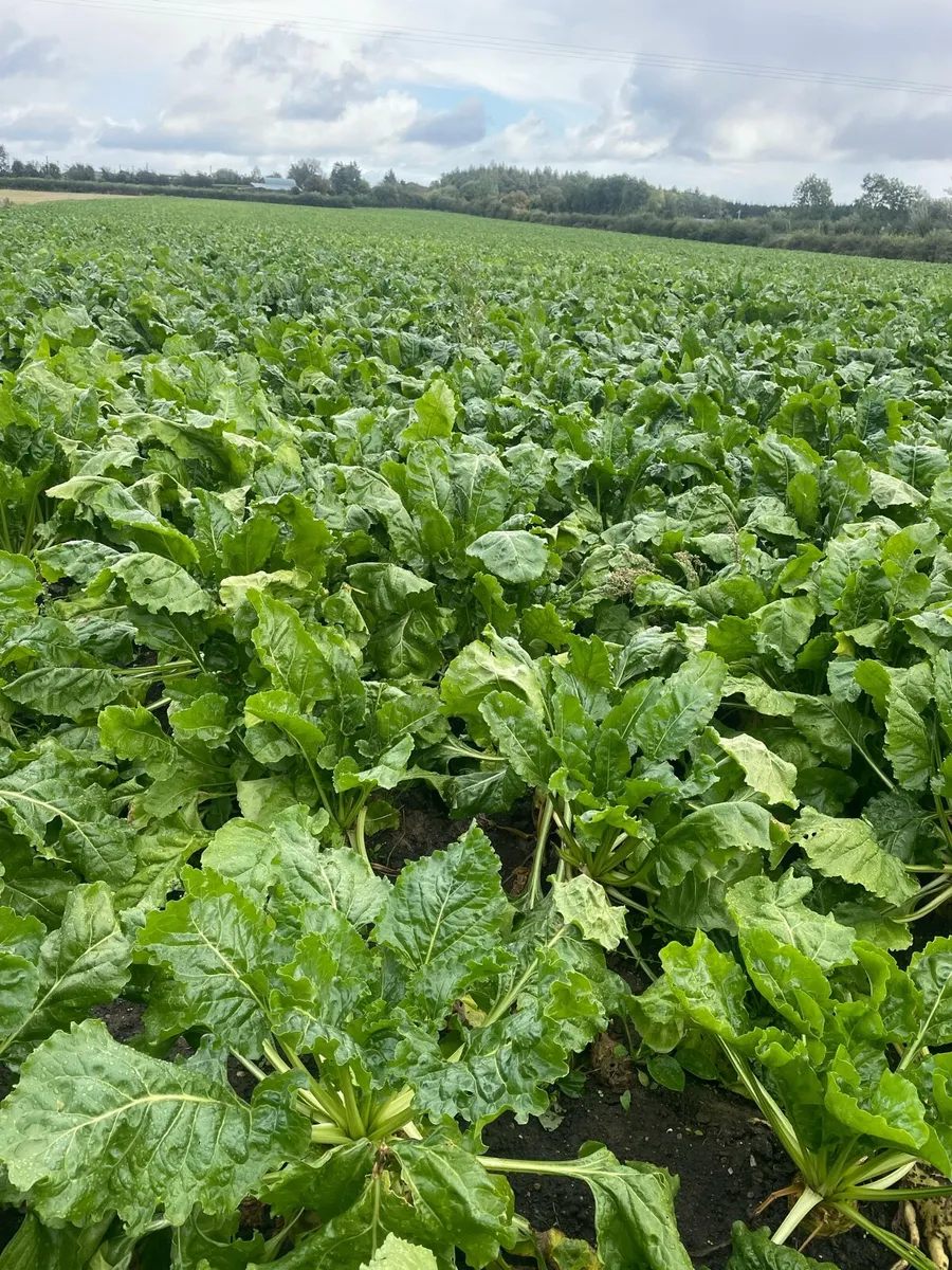 Fodder Beet - Image 1