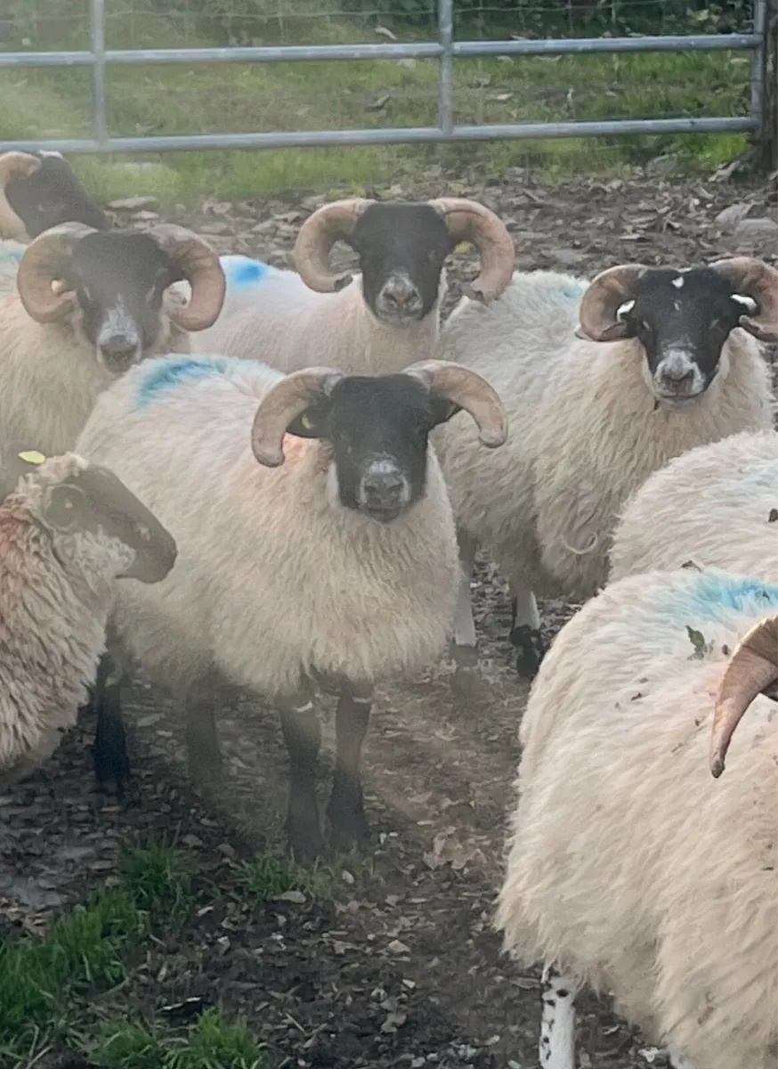 Sis Lanark & Dingle ram lambs