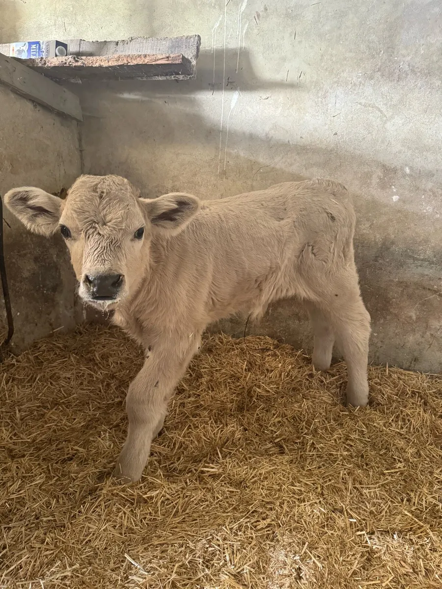 Charlolais Bull Calf