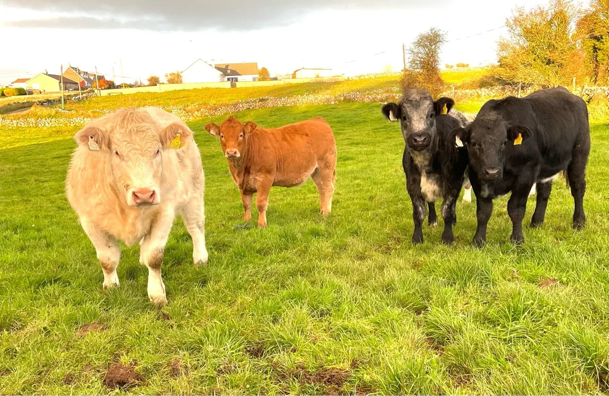 Weanling Heifers - Image 1