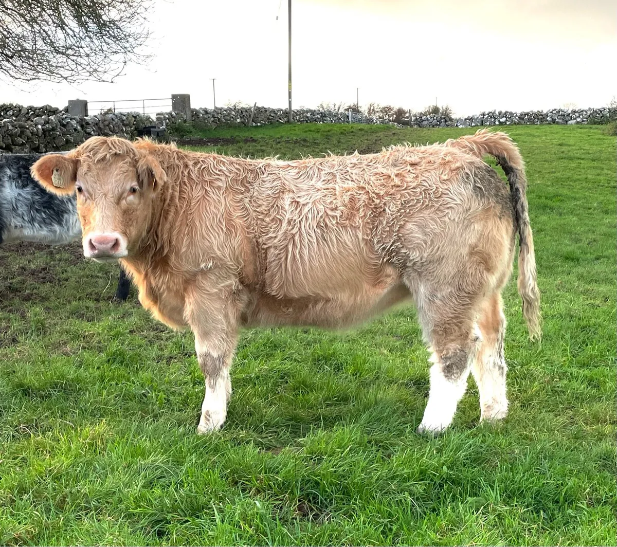 Weanling Heifers - Image 2