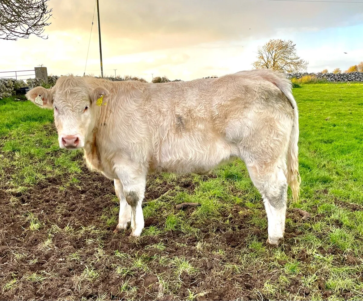 Weanling Heifers - Image 3