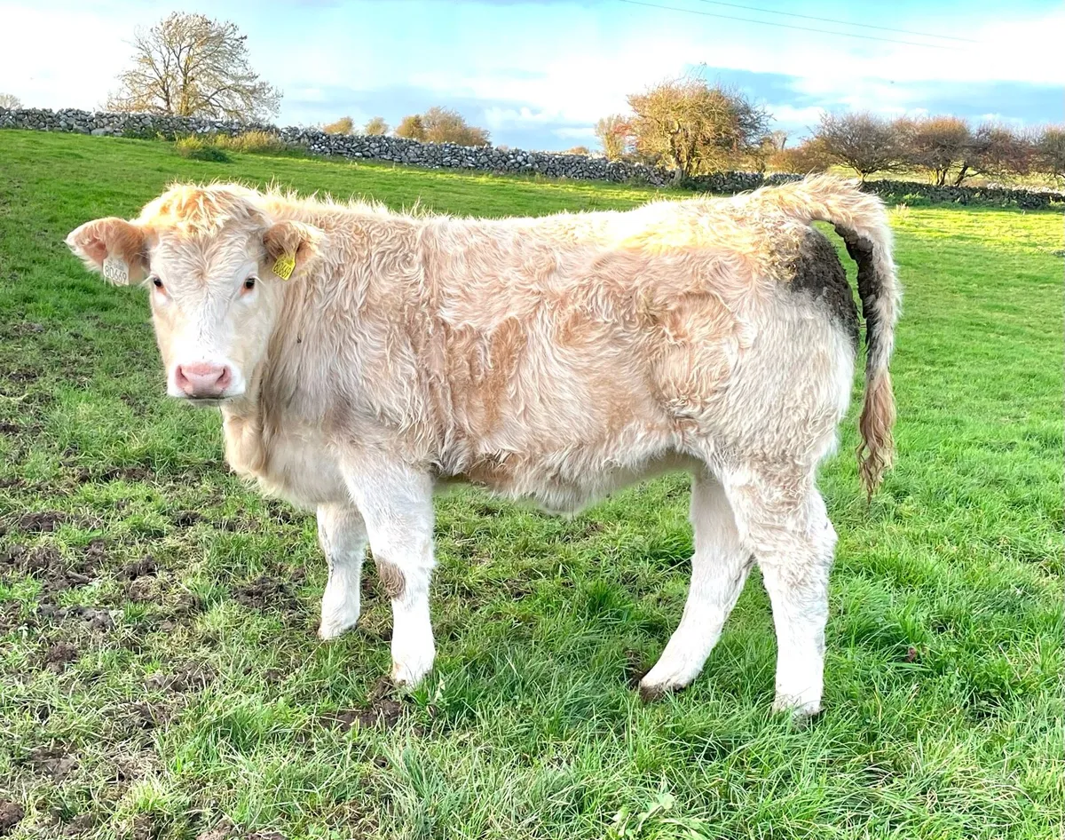 Weanling Heifers - Image 4