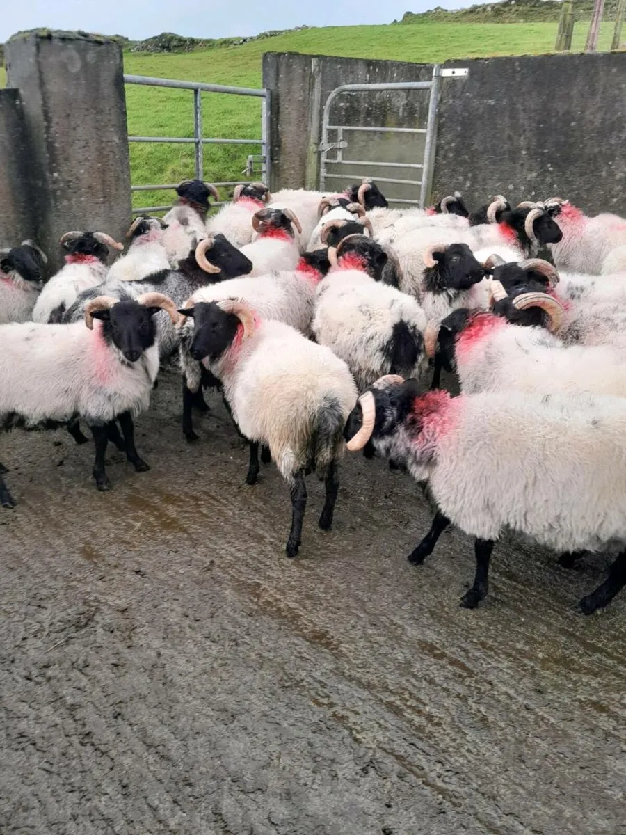 Ram lambs - Image 1