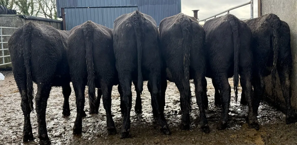 6 super store heifers - Image 1