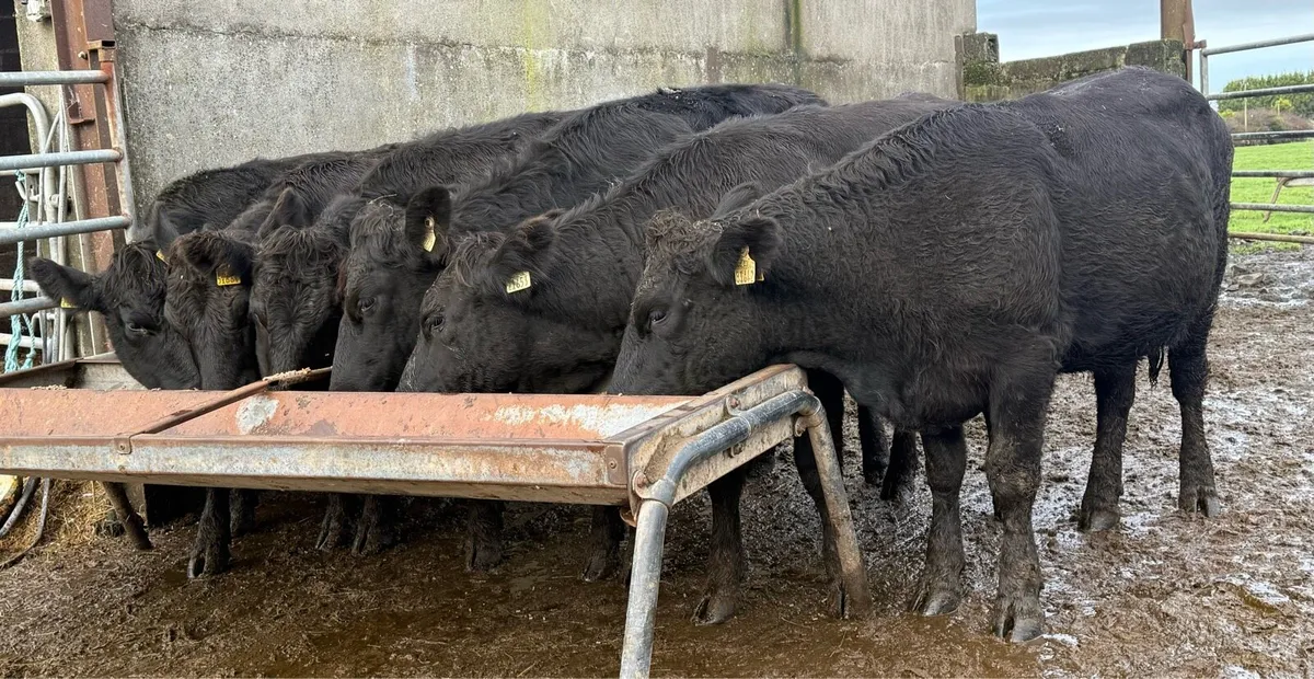 6 super store heifers - Image 2