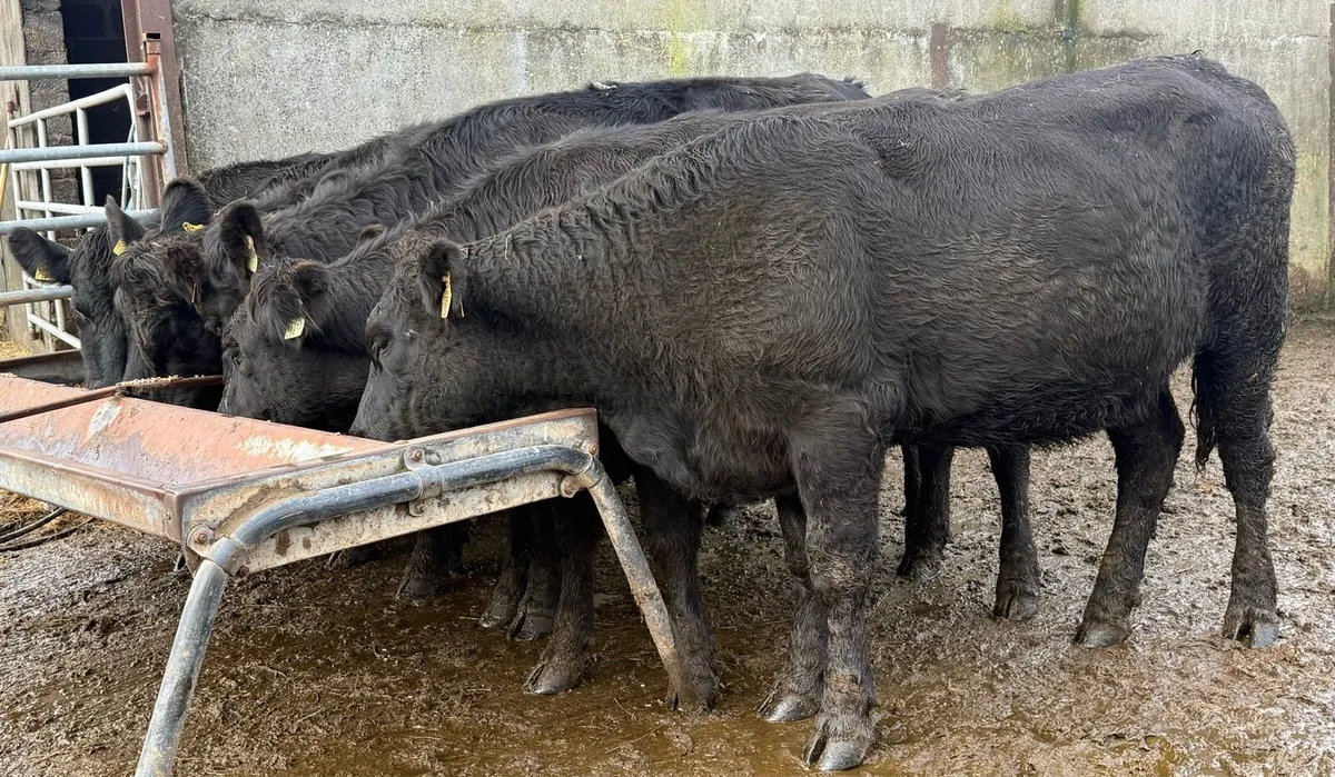 6 super store heifers - Image 3