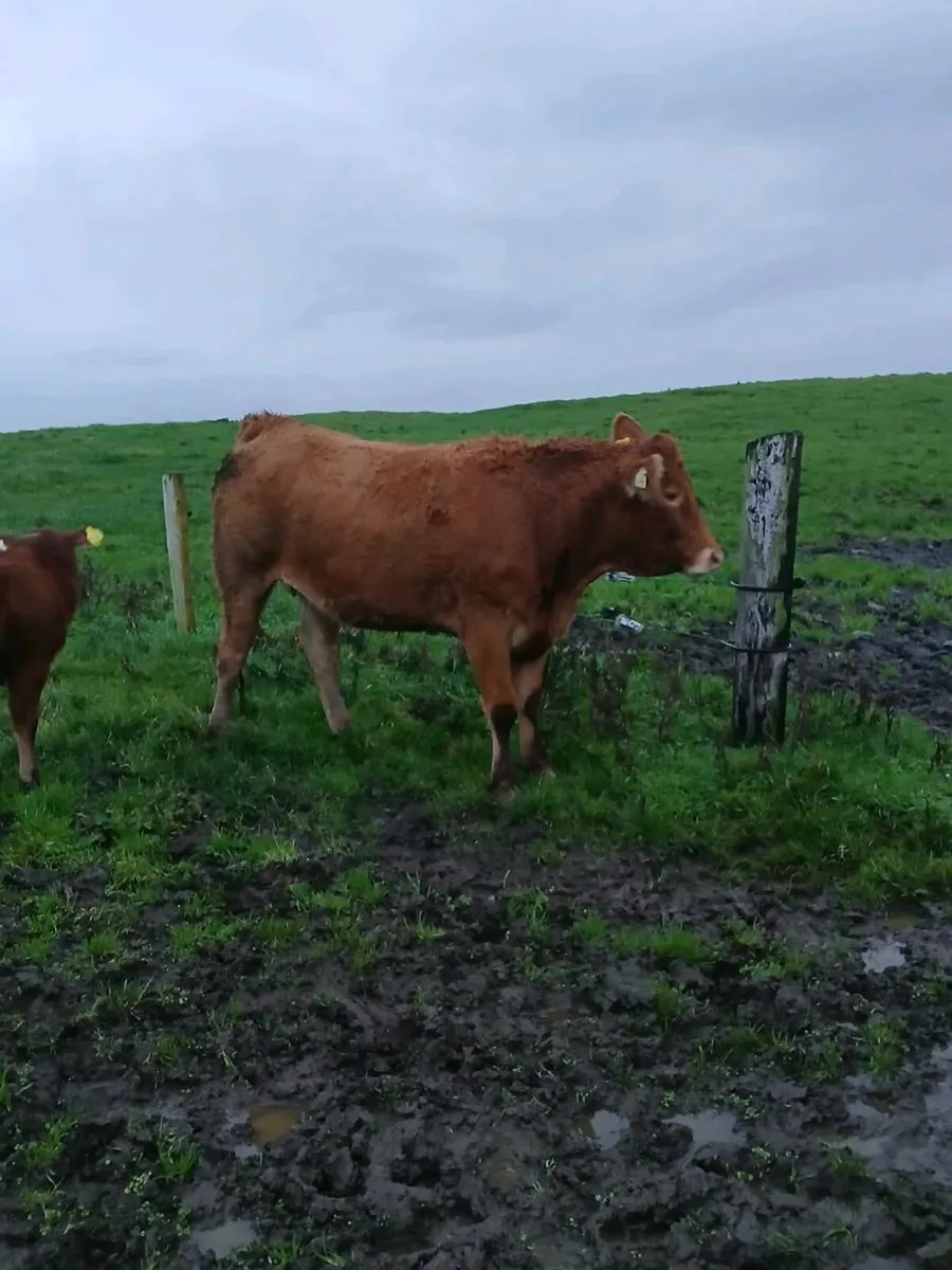 Limestone Limousin Springers - Image 1