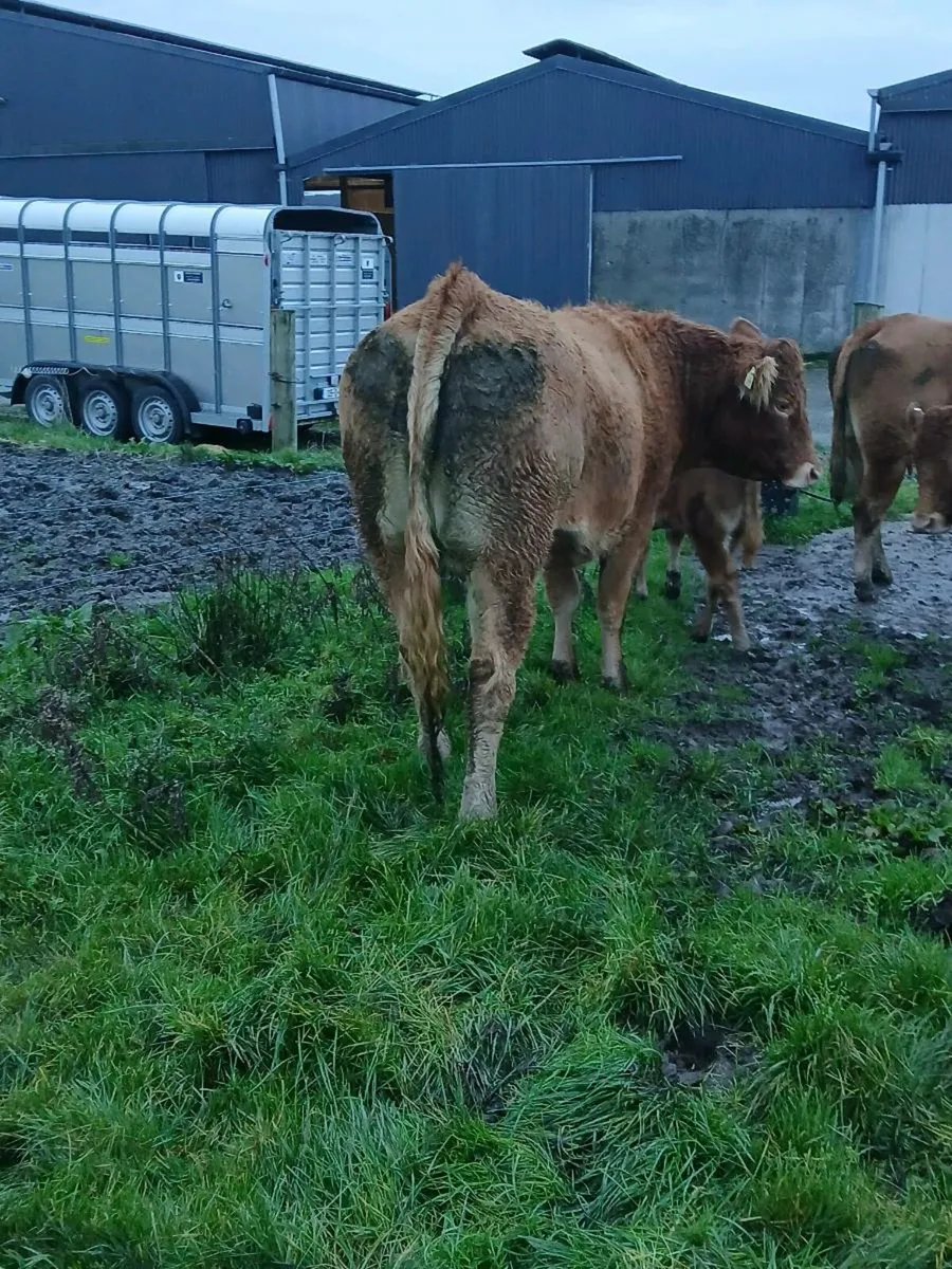 Limestone Limousin Springers - Image 2
